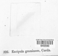Excipula graminum image